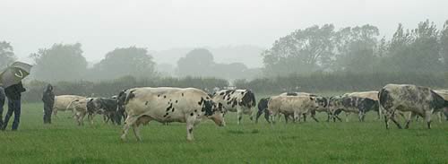 Setting off to see the cattle